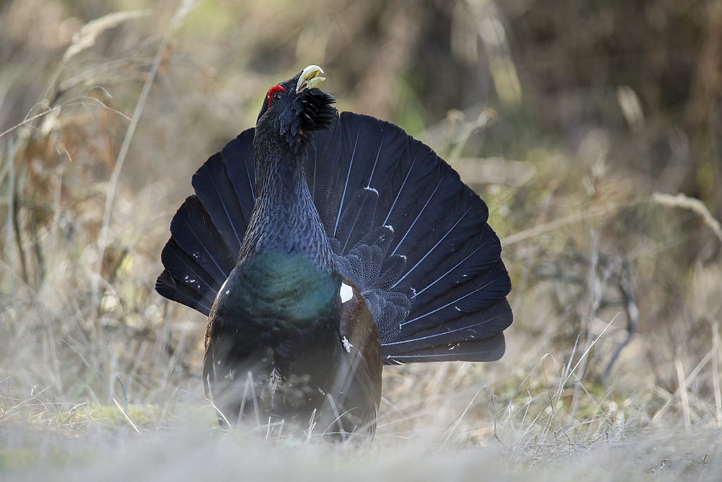 Auerhuhn; Brandenburg; Capercaillie; Lausitz; Tetrao urogallus; Western Capercaillie; Wiederansiedlung; balz; birds; chickens; galliformes; huhn; hühnervögel; pröhl; rauhfußhühner; tetraonidae; vögel; wiederansiedlungsprojekt