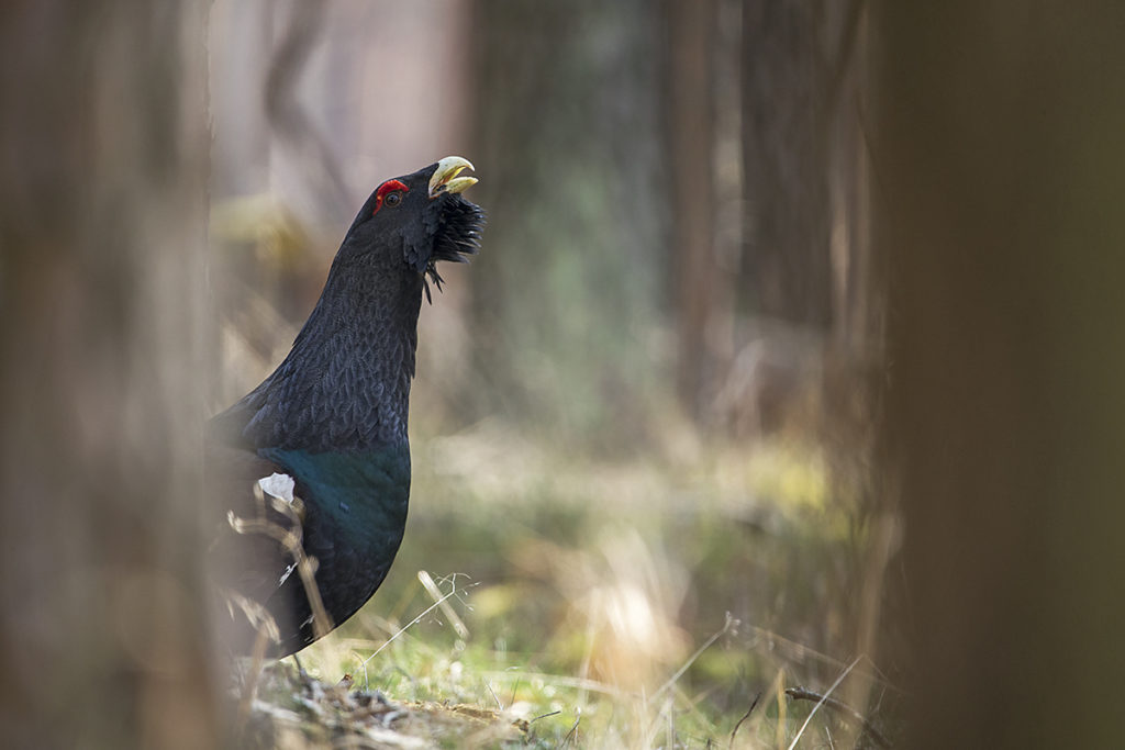 In den Naturparken Niederlausitzer Heidelandschaft und Niederlausitzer Landrücken läuft seit 2012 ein ehrgeiziges und bisher recht erfolgreiches Projekt zur Wiederansiedlung des Auerhuhns in Lausitzer Wäldern. 