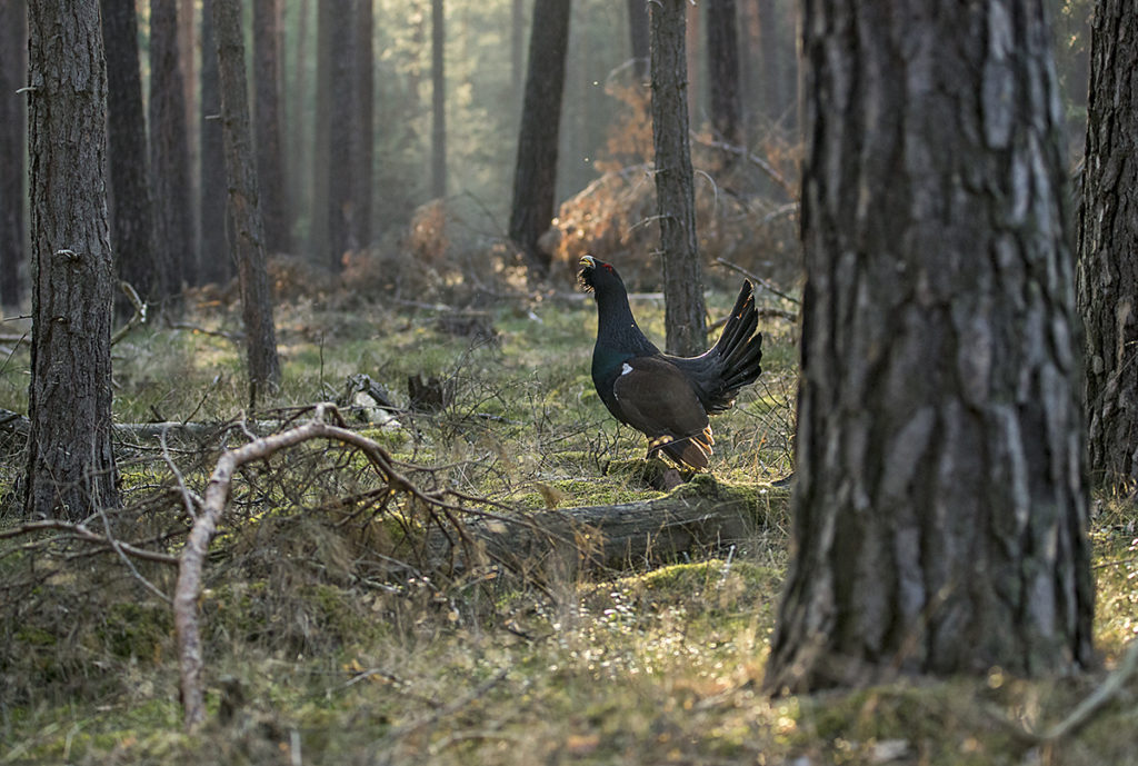 In den Naturparken Niederlausitzer Heidelandschaft und Niederlausitzer Landrücken läuft seit 2012 ein ehrgeiziges und bisher recht erfolgreiches Projekt zur Wiederansiedlung des Auerhuhns in Lausitzer Wäldern. 