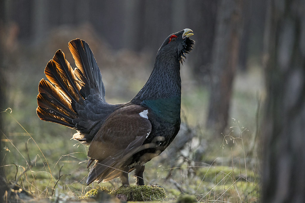 In den Naturparken Niederlausitzer Heidelandschaft und Niederlausitzer Landrücken läuft seit 2012 ein ehrgeiziges und bisher recht erfolgreiches Projekt zur Wiederansiedlung des Auerhuhns in Lausitzer Wäldern. 