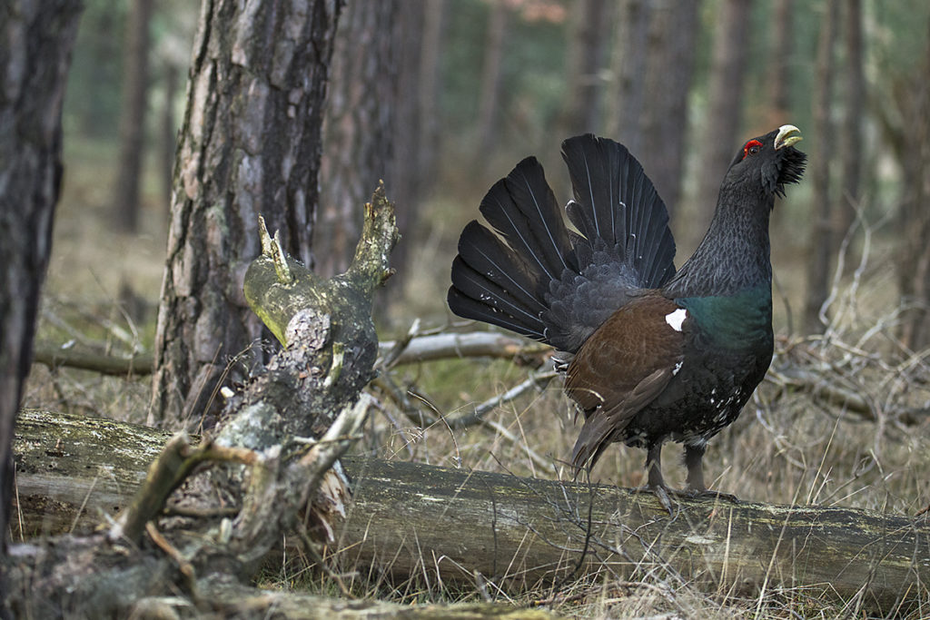 In den Naturparken Niederlausitzer Heidelandschaft und Niederlausitzer Landrücken läuft seit 2012 ein ehrgeiziges und bisher recht erfolgreiches Projekt zur Wiederansiedlung des Auerhuhns in Lausitzer Wäldern. 