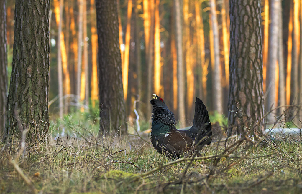 Auerhuhn; Brandenburg; Capercaillie; Lausitz; Tetrao urogallus; Western Capercaillie; Wiederansiedlung; balz; birds; chickens; galliformes; huhn; hühnervögel; pröhl; rauhfußhühner; tetraonidae; vögel; wiederansiedlungsprojekt