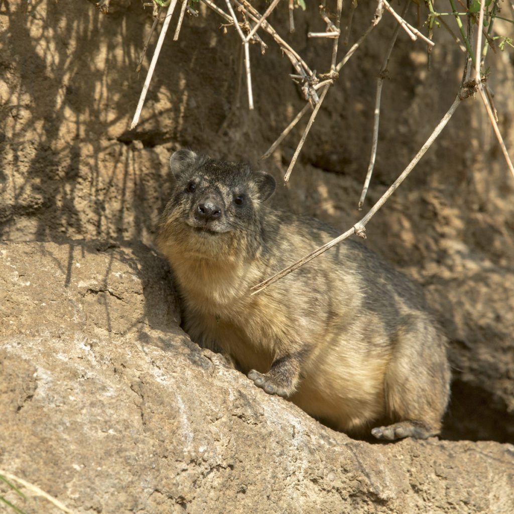 Abessinien; Aethiopien; Cape hyrax; Ethiopia; Hyracoidea; Klippdachs; Klippschliefer; Procavia capensis; Schliefer; mammals; pröhl; rock badger; rock hyrax; säugetiere; Äthiopien