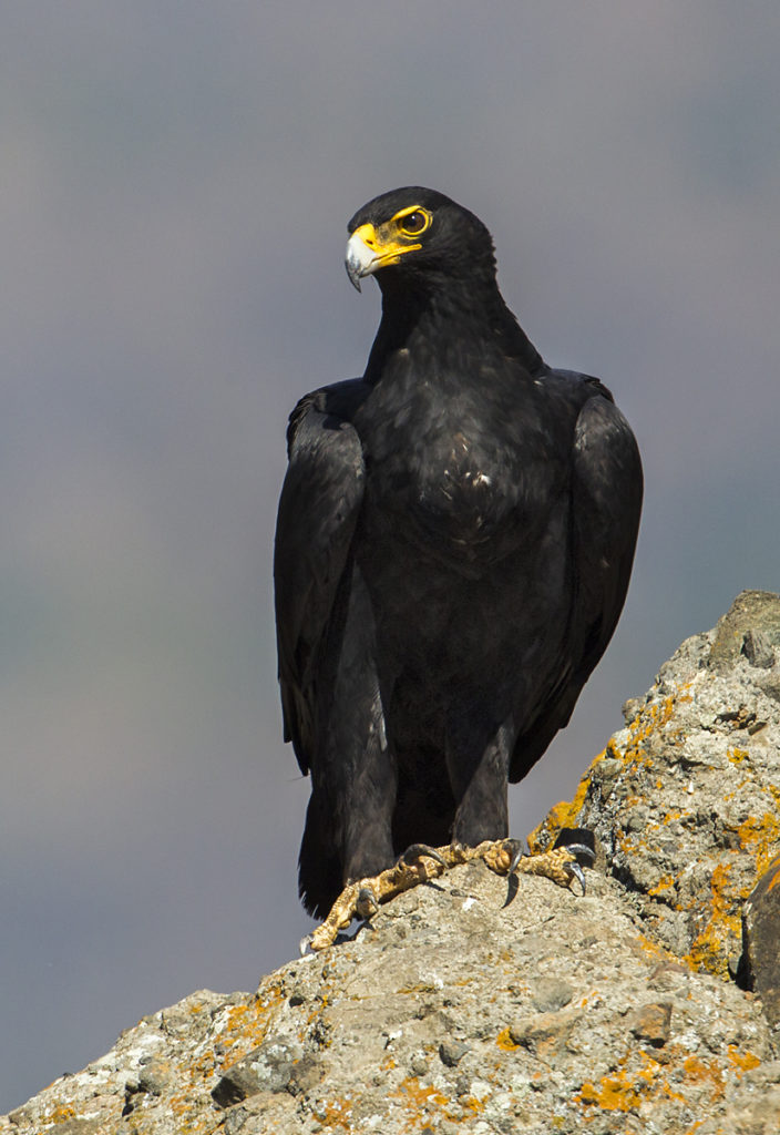 Abessinien; Aethiopien; Aquila verreauxii; Black Eagle; Ethiopia; Kaffernadler; Verreaux's Eagle; adler; birds; eagle; falconiformes; greifvögel; pröhl; raptors; vögel; Äthiopien