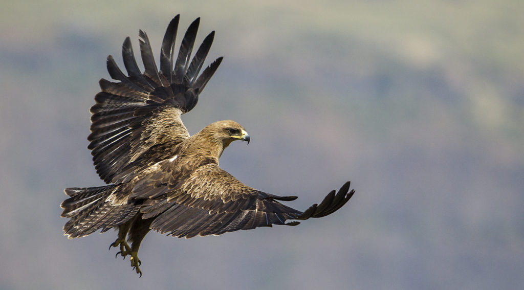Der Savannenadler FokusNatur.de