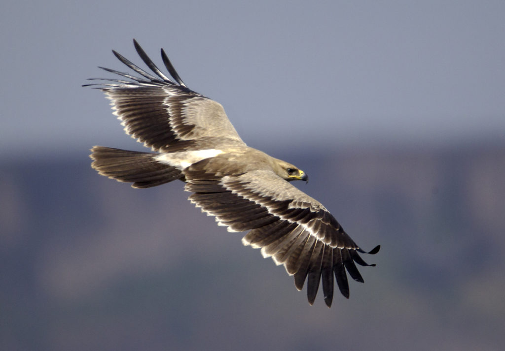 Abessinien; Aethiopien; Aquila rapax; Ethiopia; Raubadler; Savannenadler; Tawny Eagle; adler; birds; eagle; falconiformes; flight; flug; greifvögel; pröhl; raptors; vögel; Äthiopien