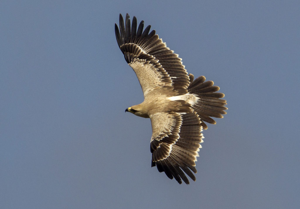 Abessinien; Aethiopien; Aquila rapax; Ethiopia; Raubadler; Savannenadler; Tawny Eagle; adler; birds; eagle; falconiformes; flight; flug; greifvögel; pröhl; raptors; vögel; Äthiopien