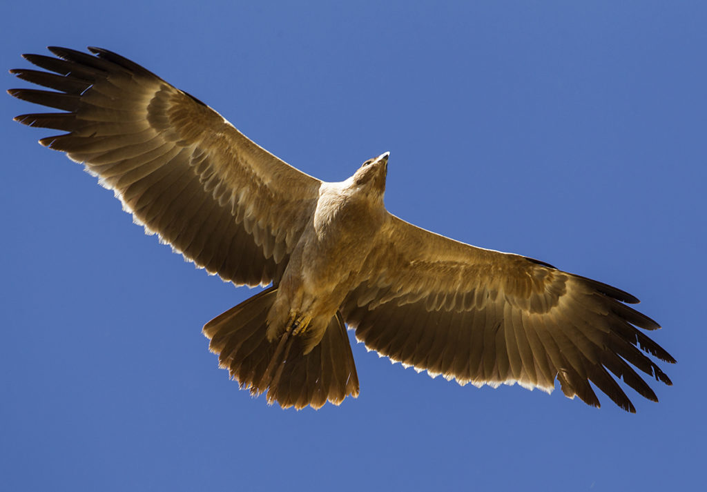 Abessinien; Aethiopien; Aquila rapax; Ethiopia; Raubadler; Savannenadler; Tawny Eagle; adler; birds; eagle; falconiformes; flight; flug; greifvögel; pröhl; raptors; vögel; Äthiopien