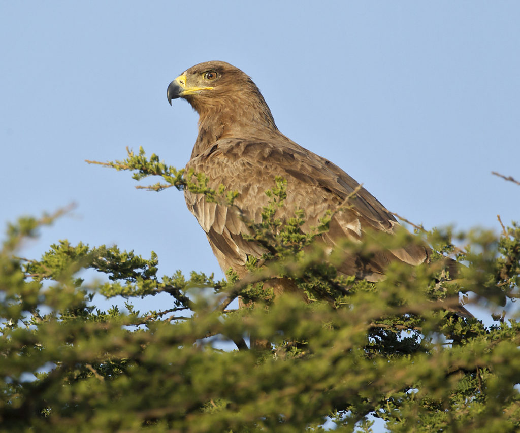 Abessinien; Aethiopien; Aquila rapax; Ethiopia; Raubadler; Savannenadler; Tawny Eagle; ad.; adler; birds; eagle; falconiformes; greifvögel; pröhl; raptors; vögel; Äthiopien