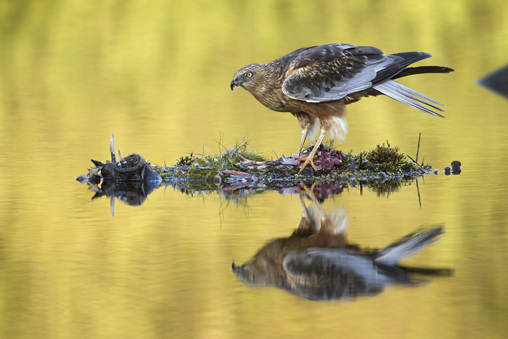 Circus aeruginosus; Marsh Harrier; Rohrweihe; beute; birds; capture; falconiformes; greifvögel; hunting; jagd; male; mirror; männchen; pröhl; raptors; spiegelbild; vögel