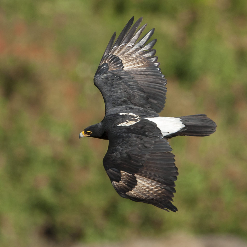 Abessinien; Aethiopien; Aquila verreauxii; Black Eagle; Ethiopia; Kaffernadler; Verreaux's Eagle; adler; birds; eagle; falconiformes; flight; flug; greifvögel; pröhl; raptors; vögel; Äthiopien