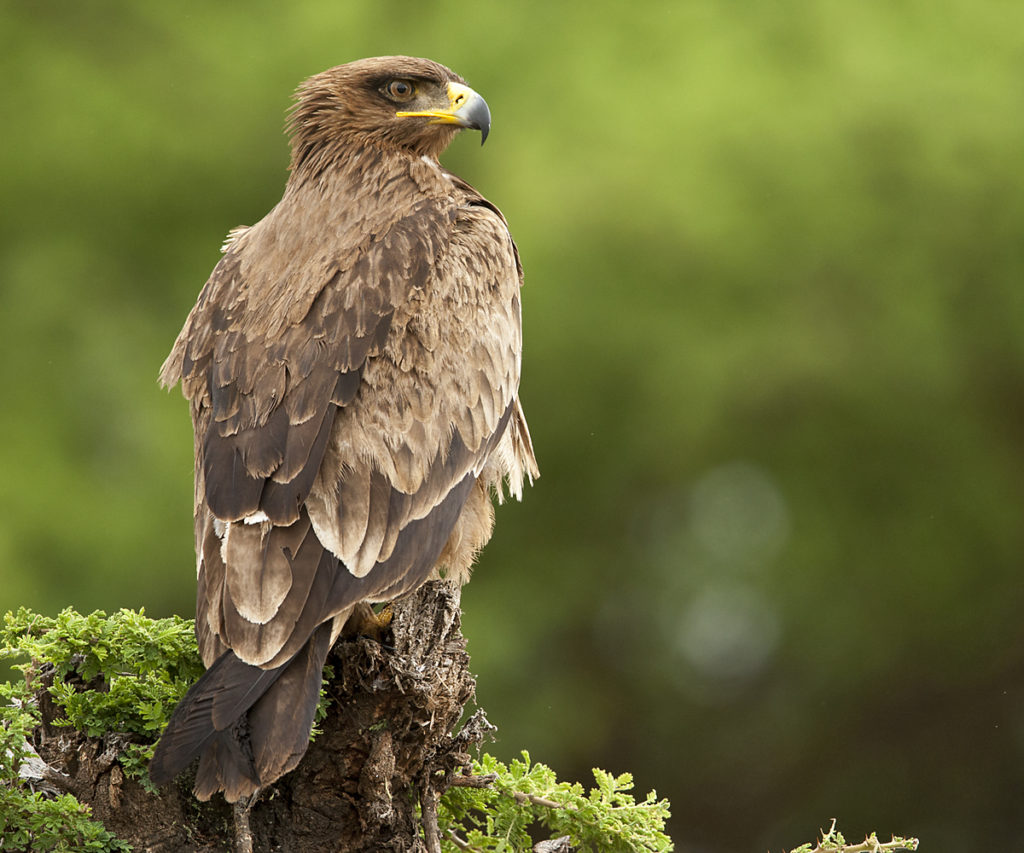 Abessinien; Aethiopien; Aquila rapax; Ethiopia; Raubadler; Savannenadler; Tawny Eagle; adler; birds; eagle; falconiformes; greifvögel; immat.; immaturus; pröhl; raptors; vögel; Äthiopien