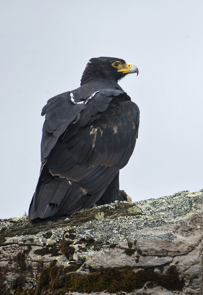 Abessinien; Aethiopien; Aquila verreauxii; Black Eagle; Ethiopia; Kaffernadler; Verreaux's Eagle; adler; birds; eagle; falconiformes; greifvögel; pröhl; raptors; vögel; Äthiopien