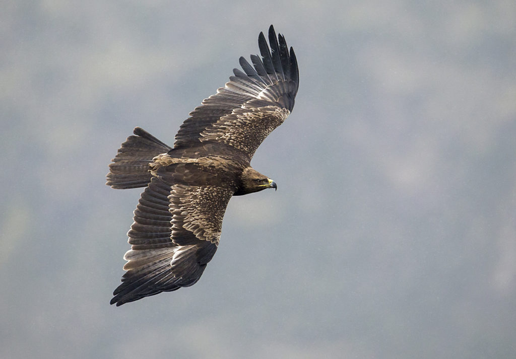 Abessinien; Aethiopien; Aquila rapax; Ethiopia; Raubadler; Savannenadler; Tawny Eagle; adler; birds; eagle; falconiformes; flight; flug; greifvögel; pröhl; raptors; vögel; Äthiopien