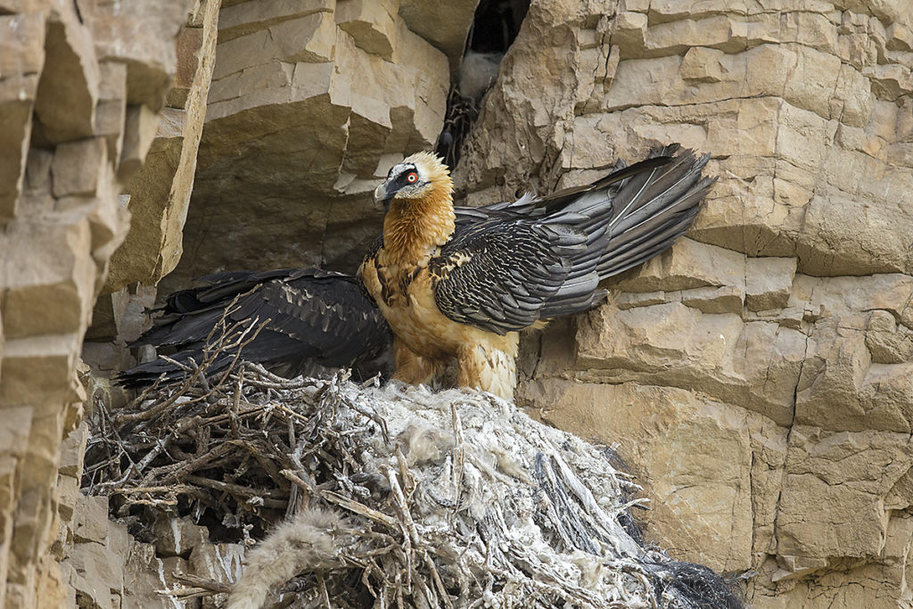 Armenia; Armenien; Bartgeier; Bearded Vulture; Gypaetus barbatus; Lämmergeier; birds; falconiformes; geier; greifvögel; high size; hochformat; horst; nest; pröhl; raptors; vulture; vögel