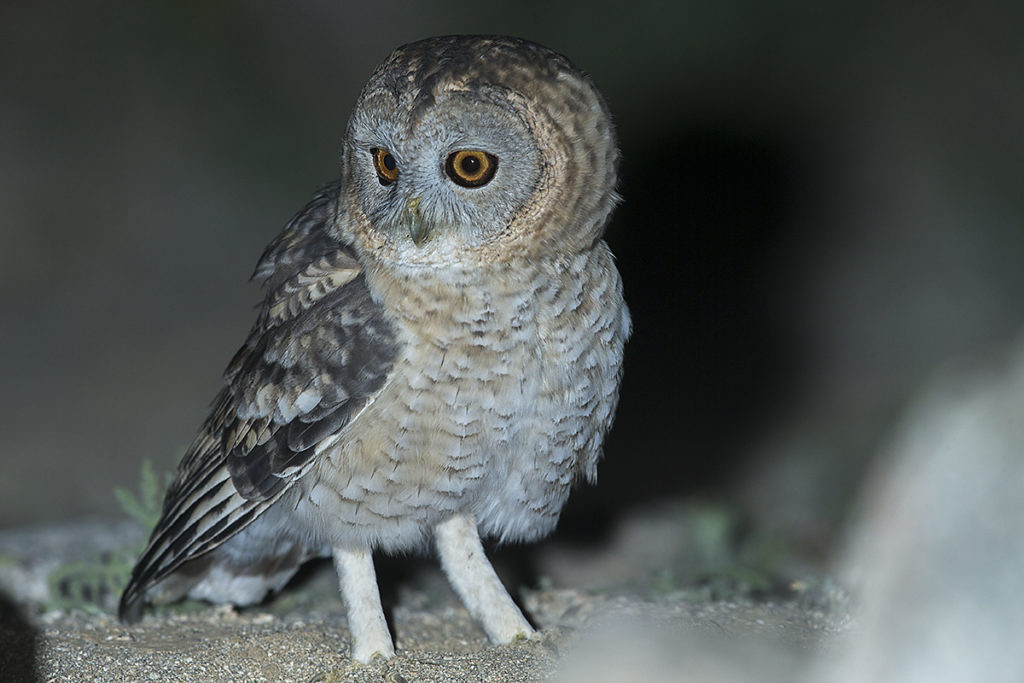 Aegypten; Desert Tawny Owl; Egypt; Fahlkauz; Strix butleri; Strix hadorami; Wüstenfahlkauz; birds; eulen; owls; pröhl; strigiformes; vögel; Ägypten