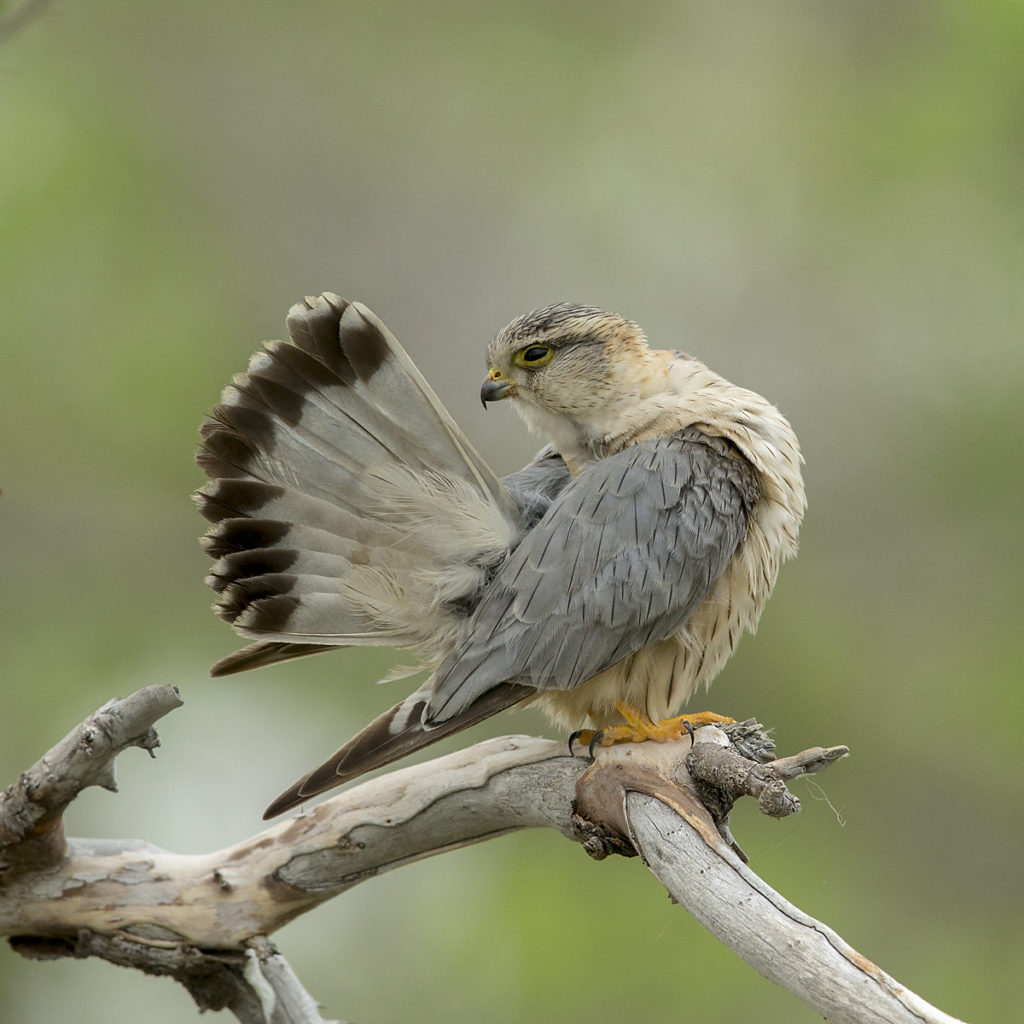 Falco columbarius; Falco columbarius pallidus; Kasachstan; Kazakhstan; Merlin; Steppenmerlin; ad.; adult; birds; falconiformes; greifvögel; male; männchen; pröhl; raptors; vögel