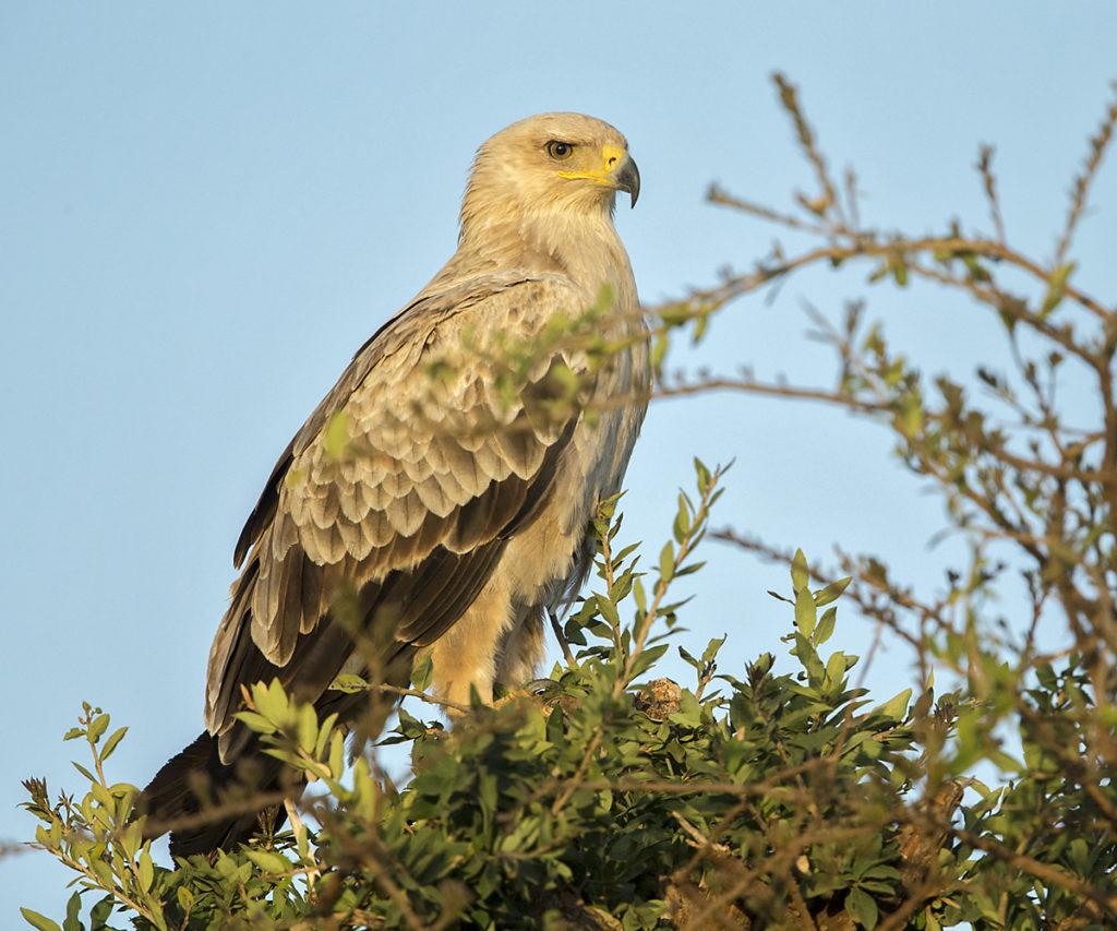 Abessinien; Accipitriformes; Aethiopien; Aquila rapax; Ethiopia; Raubadler; Savannenadler; Tawny Eagle; adler; birds; eagle; greifvögel; juv.; juvenil; pröhl; raptors; vögel; Äthiopien