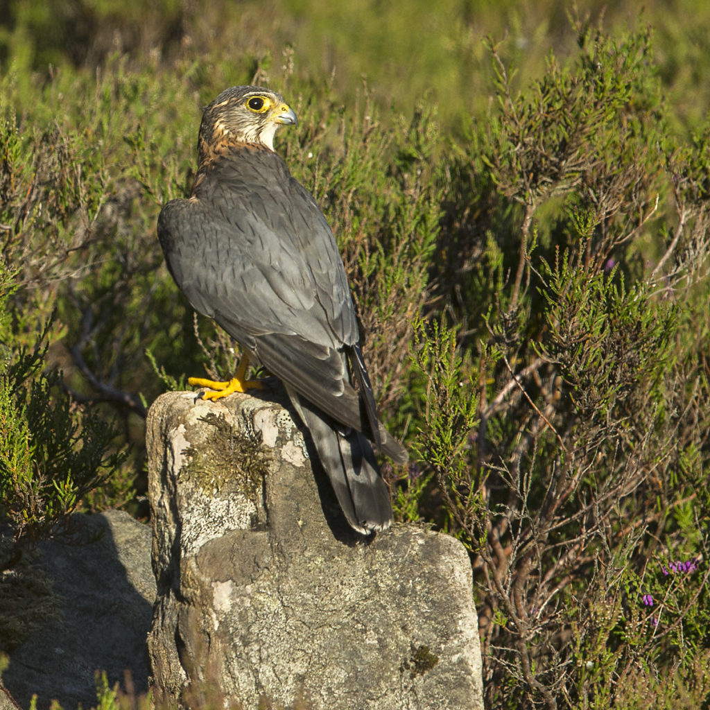 birds, Falco columbarius, Falco columbarius aesalon, falconiformes, greifvögel, male, männchen, Merlin, pröhl, raptors, Schottland, Scotland, vögel