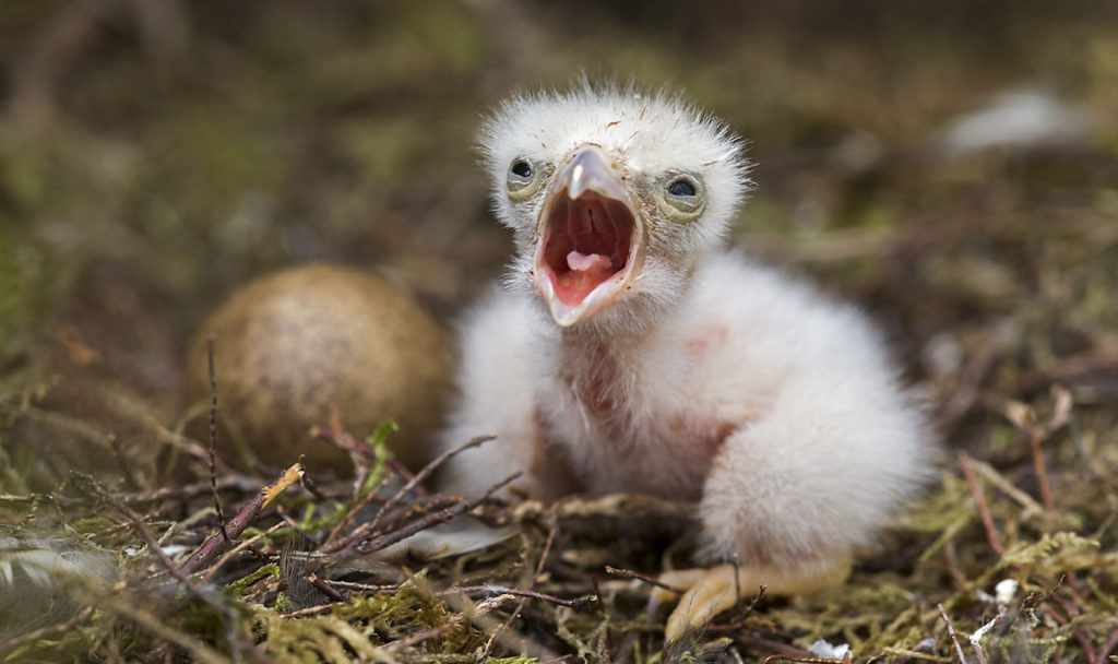 birds, Falco columbarius, Falco columbarius aesalon, falconiformes, gelege, greifvögel, horst, jungvogel, juv., juvenil, Merlin, nest, nestling, pröhl, raptors, Schottland, Scotland, vöge