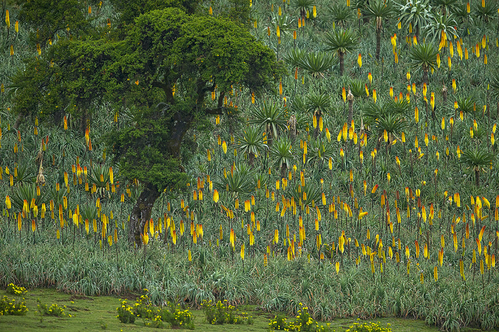 Aethiopien; Choke Gebirge; Fackellilie; Hochland von Äthiopien; Kniphofia spec.; Raketenblume; extensive landwirtschaft; flora; landscape; landschaft; pflanzen; plants; pröhl; reisen; travels; Äthiopien