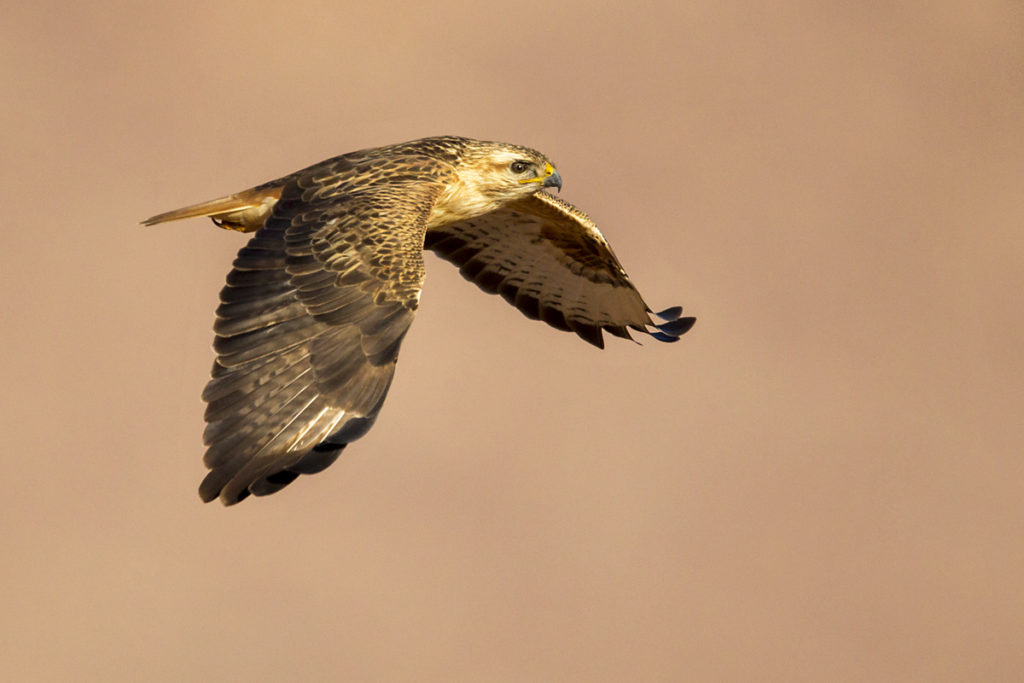 Adlerbussard; Adlerbussard sspec.; Buteo rufinus cirtensis; Long-legged Buzzard; Morocco; birds; falconiformes; flight; flug; greifvögel; marokko; pröhl; raptors; vögel