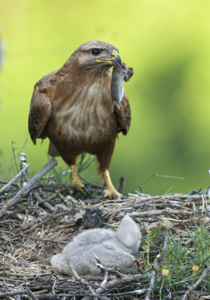 Adlerbussard; Buteo rufinus; leo