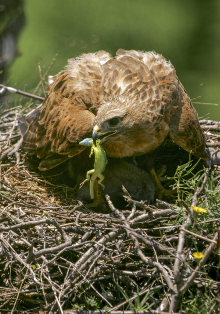 Adlerbussard; Buteo rufinus; bulgarien; greifvögel