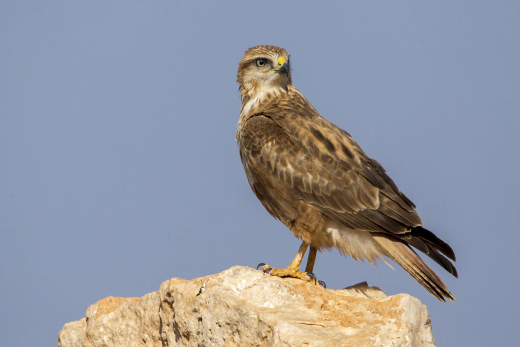 Adlerbussard; Adlerbussard sspec.; Buteo rufinus cirtensis; Long-legged Buzzard; Morocco; birds; falconiformes; flight; flug; greifvögel; marokko; pröhl; raptors; vögel