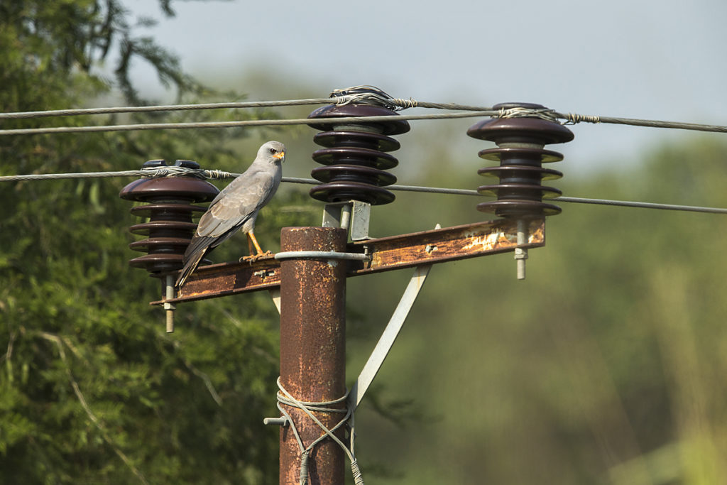 Abessinien; Aethiopien; Dark Chanting-Goshawk; Ethiopia; Graubürzel-Singhabicht; Melierax metabates; ad.; birds; falconiformes; greifvögel; pröhl; raptors; singhabicht; vögel; Äthiopien