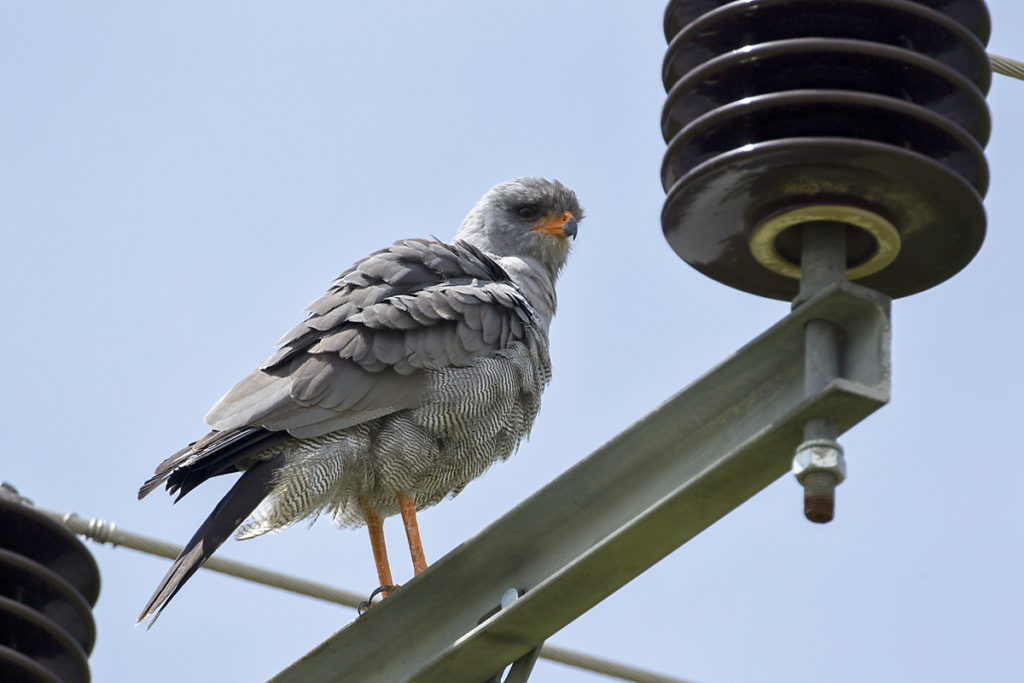 Abessinien; Aethiopien; Dark Chanting-Goshawk; Ethiopia; Graubürzel-Singhabicht; Melierax metabates; ad.; birds; falconiformes; greifvögel; pröhl; raptors; singhabicht; vögel; Äthiopien