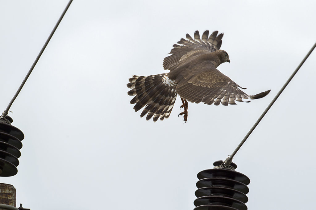 Abessinien; Aethiopien; Dark Chanting-Goshawk; Ethiopia; Graubürzel-Singhabicht; Melierax metabates; ad.; birds; falconiformes; greifvögel; pröhl; raptors; singhabicht; vögel; Äthiopien