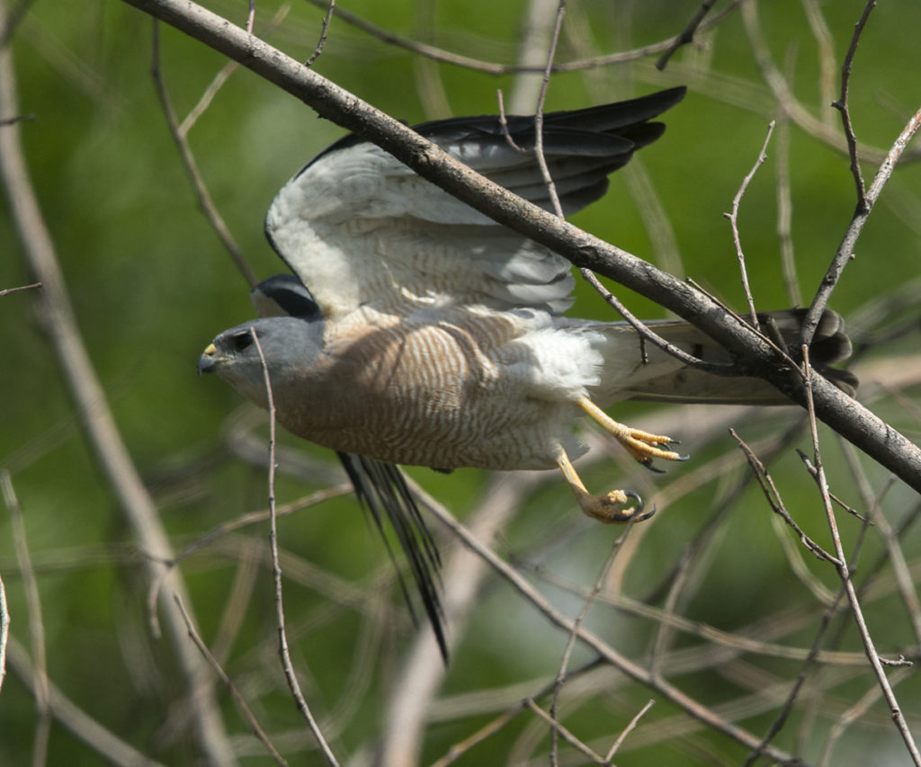 Accipiter brevipes; Armenia; Armenien; Kurzfangsperber; Levant Sparrowhawk; Short-toed Sparrowhawk; birds; falconiformes; greifvögel; male; männchen; pröhl; raptors; vögel