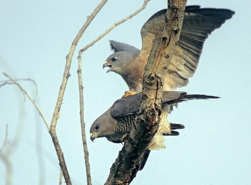 Accipiter brevipes; Kurzfangsperber; bulgarien; greifvögel; kopula; paarung; pröhl