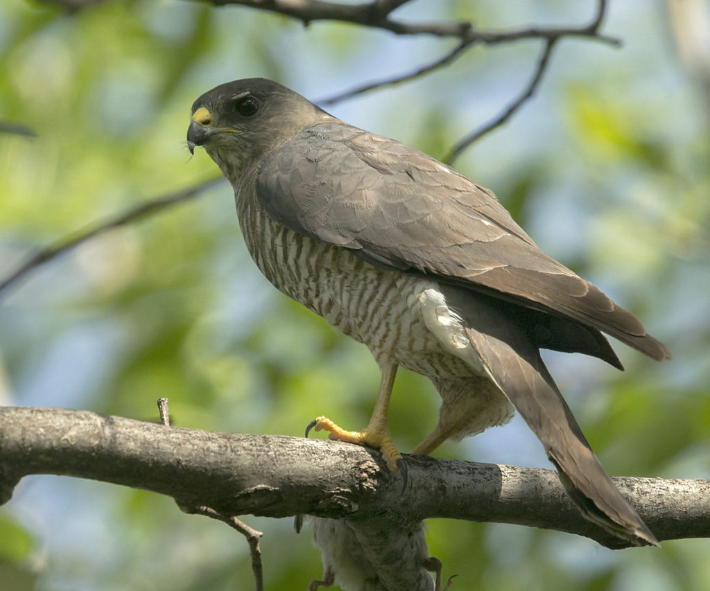 Accipiter brevipes; Armenia; Armenien; Kurzfangsperber; Levant Sparrowhawk; Short-toed Sparrowhawk; birds; falconiformes; female; greifvögel; pröhl; raptors; vögel; weibchen