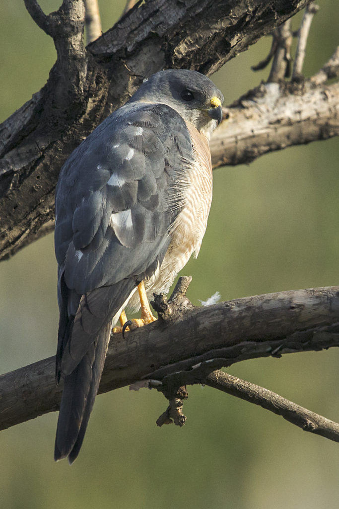 Accipiter brevipes; Armenia; Armenien; Kurzfangsperber; Levant Sparrowhawk; Short-toed Sparrowhawk; birds; falconiformes; greifvögel; male; männchen; pröhl; raptors; vögel