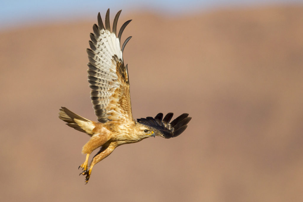 Adlerbussard; Adlerbussard sspec.; Buteo rufinus cirtensis; Long-legged Buzzard; Morocco; birds; falconiformes; flight; flug; greifvögel; marokko; pröhl; raptors; vögel