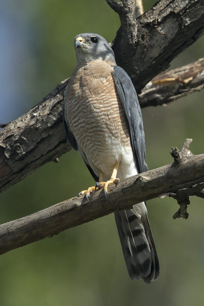 Accipiter brevipes; Armenia; Armenien; Kurzfangsperber; Levant Sparrowhawk; Short-toed Sparrowhawk; birds; falconiformes; greifvögel; male; männchen; pröhl; raptors; vögel