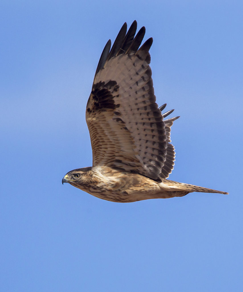 Adlerbussard; Buteo rufinus; Long-legged Buzzard; Morocco; birds; falconiformes; flight; flug; greifvögel; juv.; marokko; pröhl; raptors; vögel