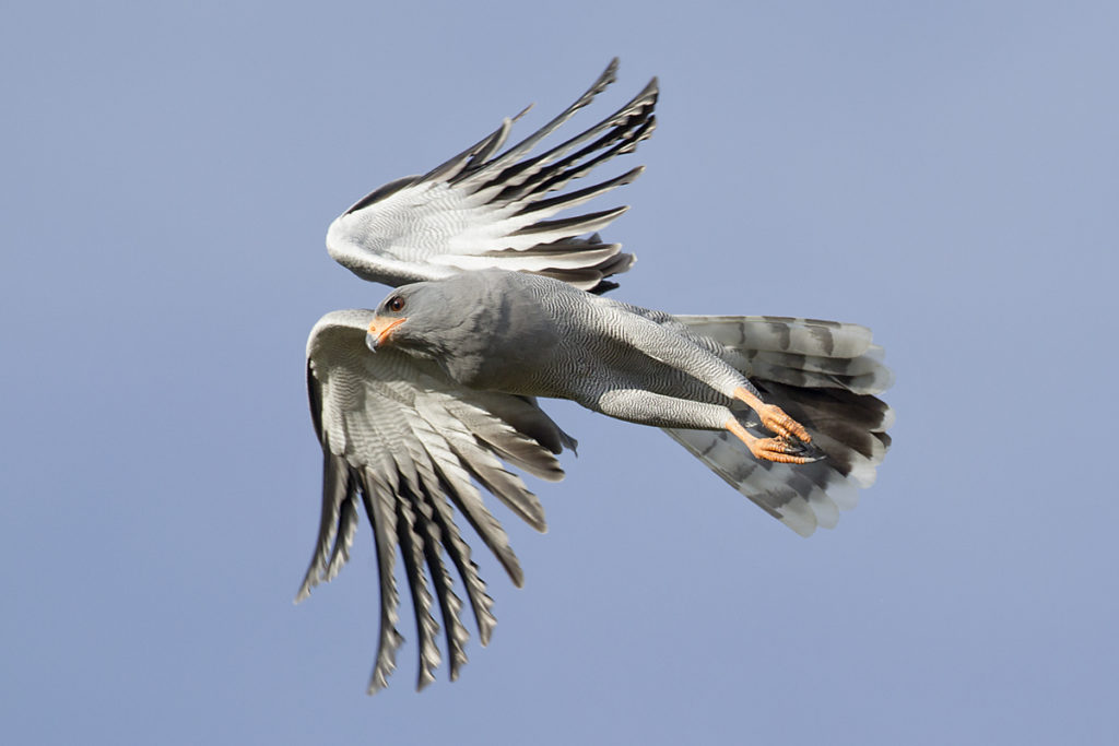 Abessinien; Aethiopien; Dark Chanting-Goshawk; Ethiopia; Graubürzel-Singhabicht; Melierax metabates; ad.; birds; falconiformes; flight; flug; greifvögel; pröhl; raptors; singhabicht; vögel; Äthiopien