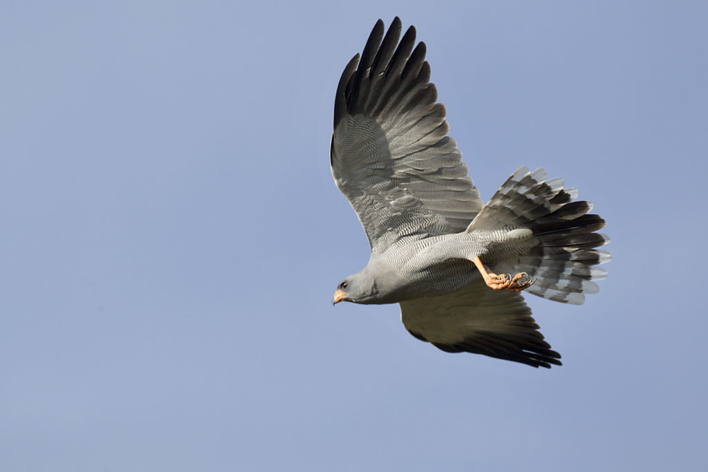 Abessinien; Aethiopien; Dark Chanting-Goshawk; Ethiopia; Graubürzel-Singhabicht; Melierax metabates; ad.; birds; falconiformes; flight; flug; greifvögel; pröhl; raptors; singhabicht; vögel; Äthiopien