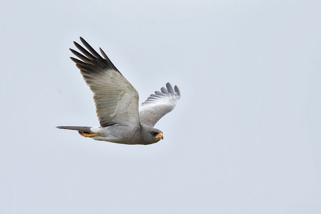 Abessinien; Aethiopien; Dark Chanting-Goshawk; Ethiopia; Graubürzel-Singhabicht; Melierax metabates; ad.; birds; falconiformes; flight; flug; greifvögel; pröhl; raptors; singhabicht; vögel; Äthiopien