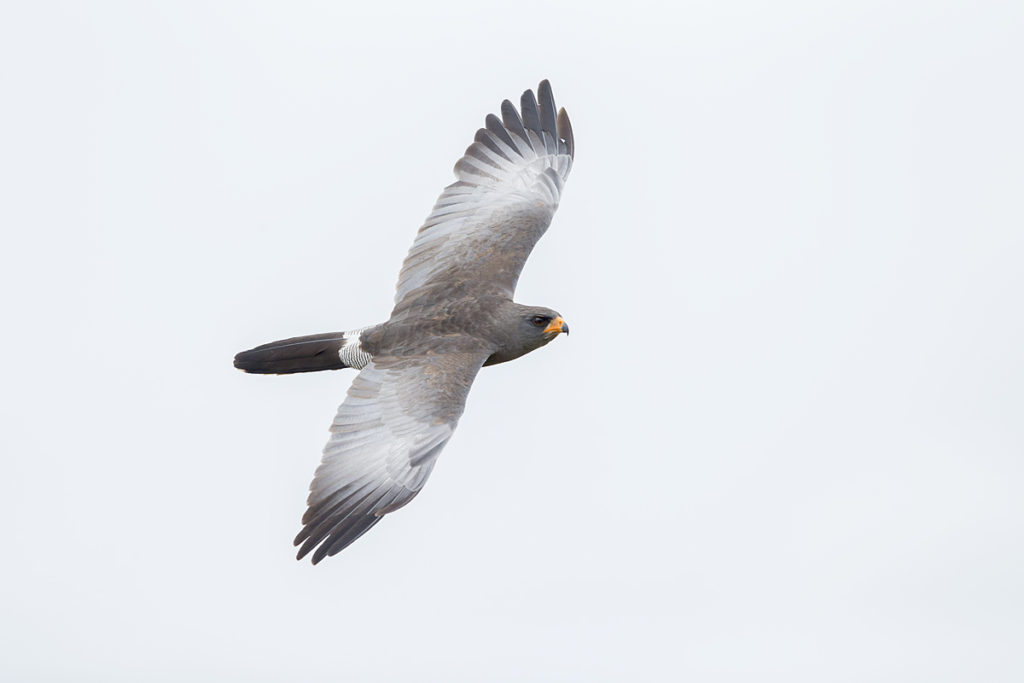 Abessinien; Aethiopien; Dark Chanting-Goshawk; Ethiopia; Graubürzel-Singhabicht; Melierax metabates; ad.; birds; falconiformes; flight; flug; greifvögel; pröhl; raptors; singhabicht; vögel; Äthiopien