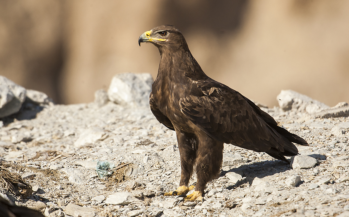 Aquila nipalensis; Oman; Steppe Eagle; Steppenadler; ad.; adler; birds; eagle; falconiformes; greifvögel; pröhl; raptors; vögel