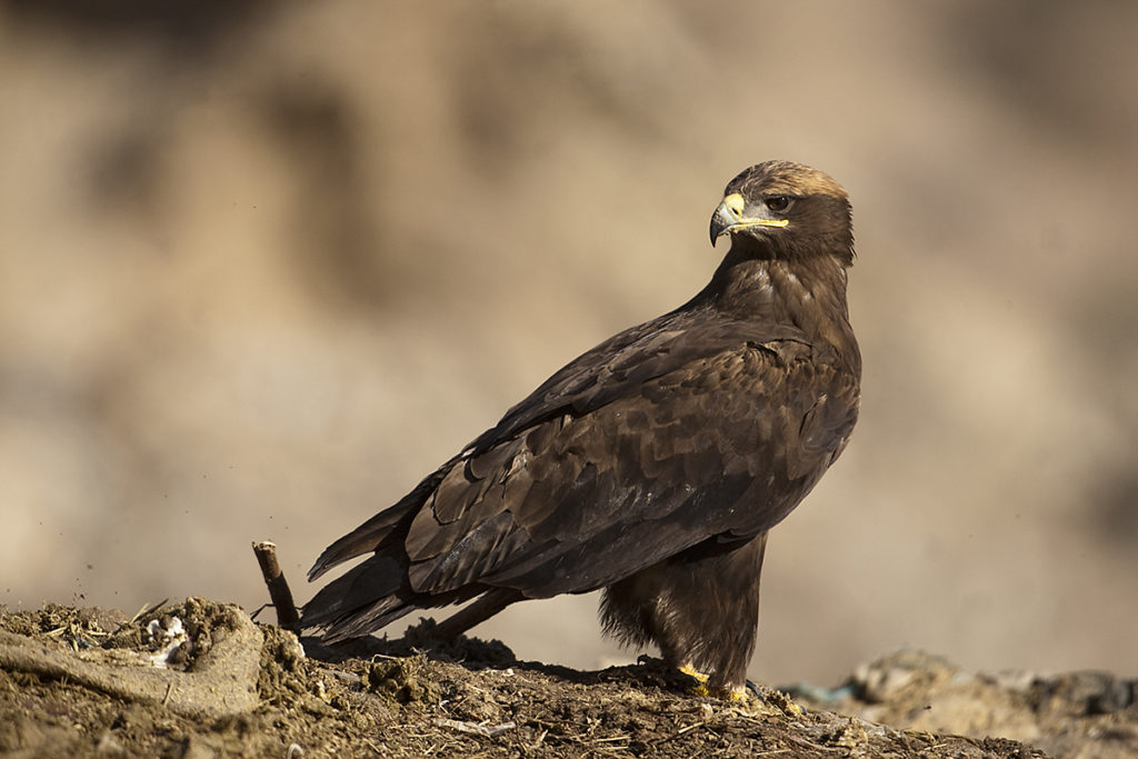 Aquila nipalensis; Oman; Steppe Eagle; Steppenadler; ad.; adler; birds; eagle; falconiformes; greifvögel; pröhl; raptors; vögel