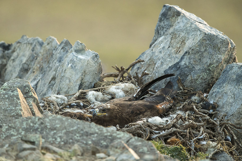 Accipitriformes; Aquila nipalensis; Mongolei; Mongolia; Steppe Eagle; Steppenadler; adler; birds; breed; brut; eagle; greifvögel; horst; nest; pröhl; raptors; vögel