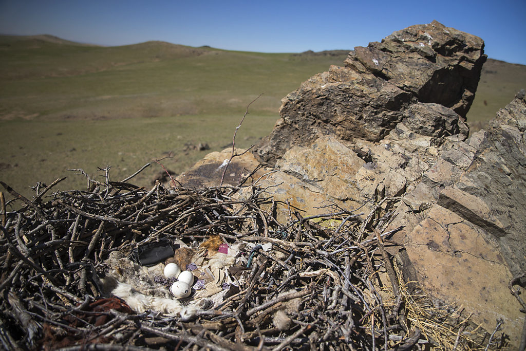 Accipitriformes; Aquila nipalensis; Mongolei; Mongolia; Steppe Eagle; Steppenadler; adler; birds; breed; brut; clutch; eagle; eier; gelege; greifvögel; horst; nest; pröhl; raptors; schlupf; vögel