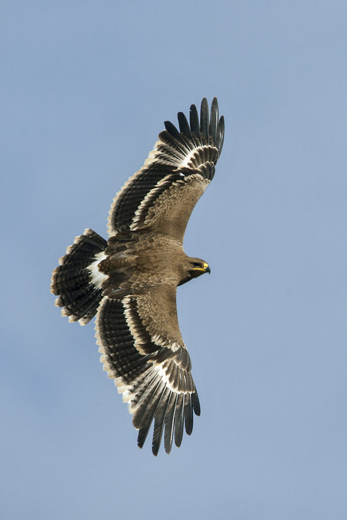 Abessinien; Aethiopien; Aquila nipalensis; Ethiopia; Steppe Eagle; Steppenadler; adler; birds; eagle; falconiformes; flight; flug; greifvögel; juv.; juvenil; pröhl; raptors; vögel; Äthiopien