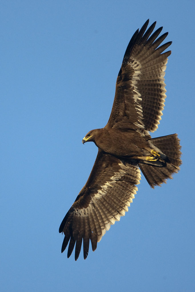 Aquila nipalensis; Oman; Steppe Eagle; Steppenadler; adler; birds; eagle; falconiformes; flight; flug; greifvögel; juv.; pröhl; raptors; vögel