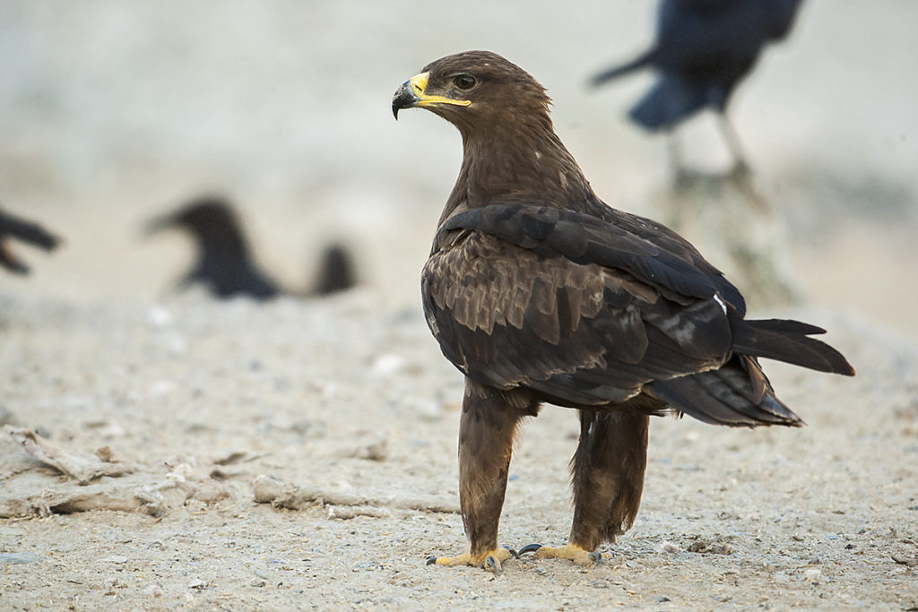 Aquila nipalensis; Oman; Steppe Eagle; Steppenadler; adler; birds; eagle; falconiformes; greifvögel; immat.; pröhl; raptors; vögel